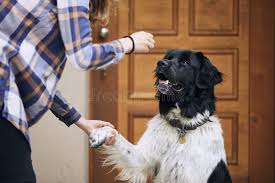 Pet Care Workshop